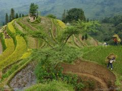 Tapeta National Geographic 775.jpg